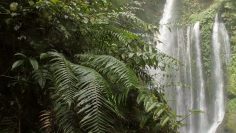 Moena – L’incanto della Foresta