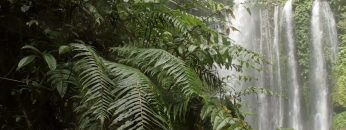Moena – L’incanto della Foresta