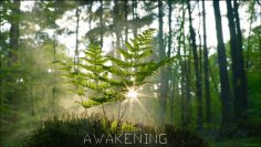 Deniz Aktürk – Awakening